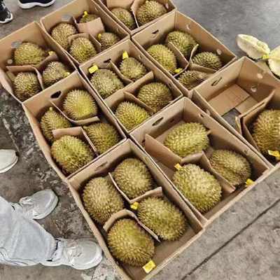 預包裝食品 4房肉以上榴蓮的供應、價格與批發指南
